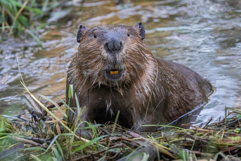 Beavers: West's Newest Allies Against Drought