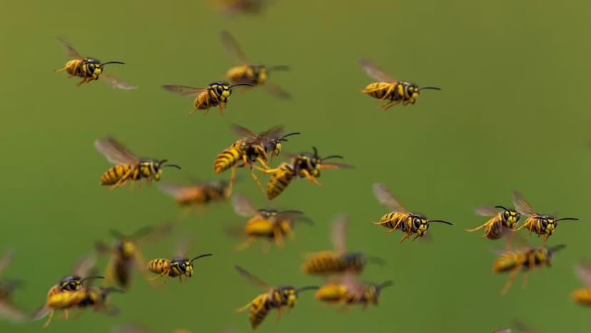 Warming World Alters Bee Behavior
