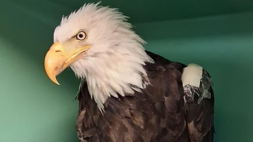 Beloved Eagle Jackie Dies After Difficult Treatment