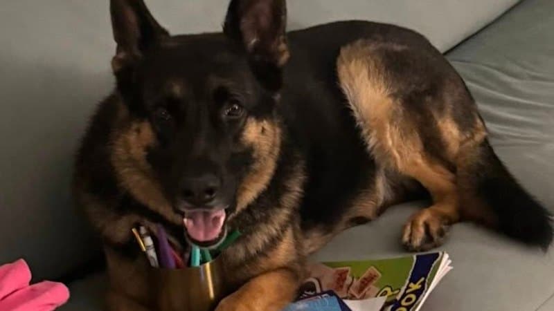 Beloved Family Dog Found Dead in Stolen Ute After Week-Long Search