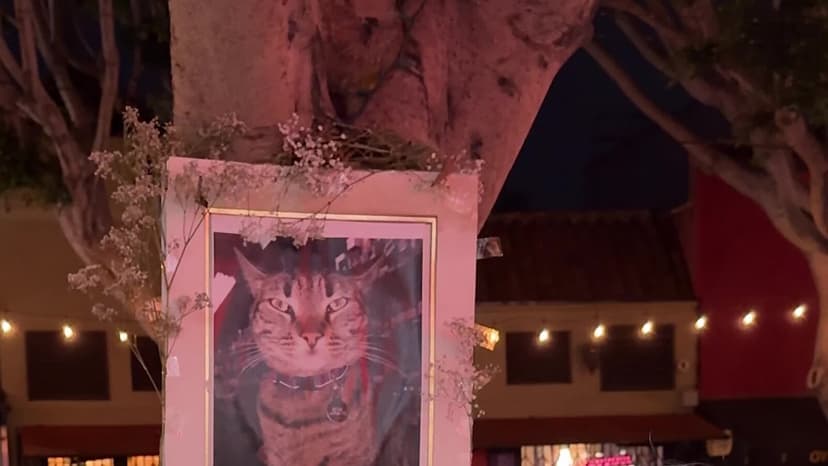 Beloved Mission District Cat Killed by Waymo Self-Driving Car, Sparking Outrage