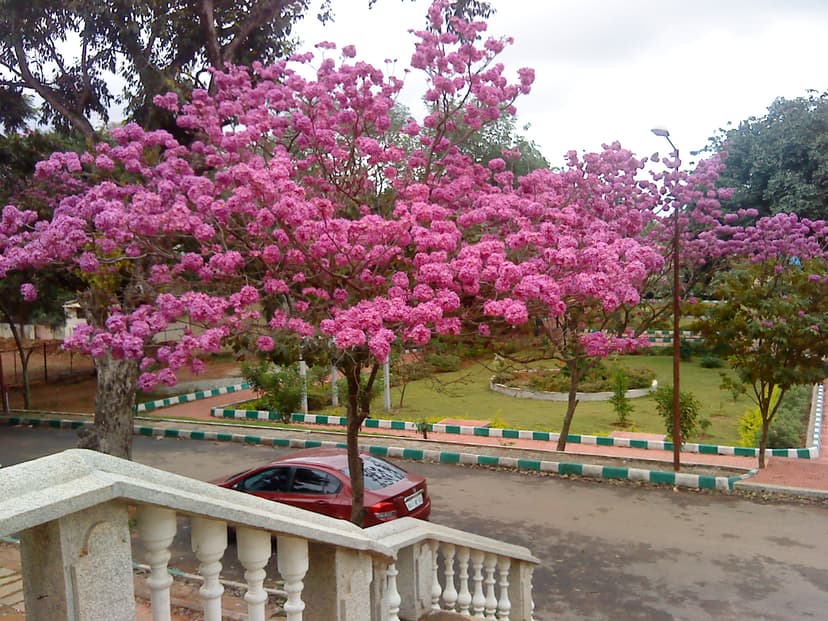 Bengaluru's Streets Explode in Pink This Spring