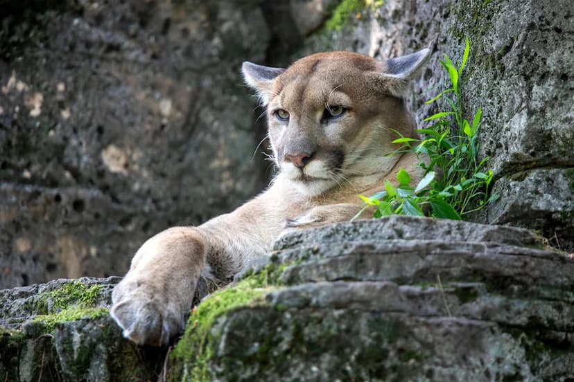 Heat Wave Forces Bergen Zoo to Close Early