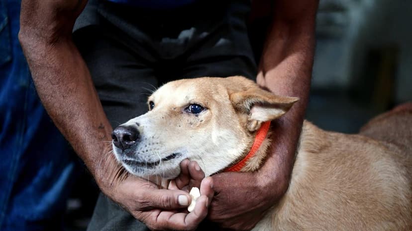 Bhutan First in Region to Erase Dog-Transmitted Rabies