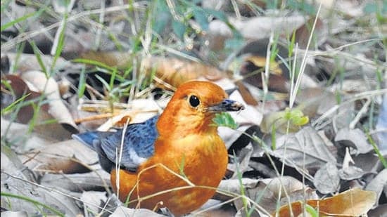 Rare Birds Spotted in Delhi-NCR's Big Bird Day