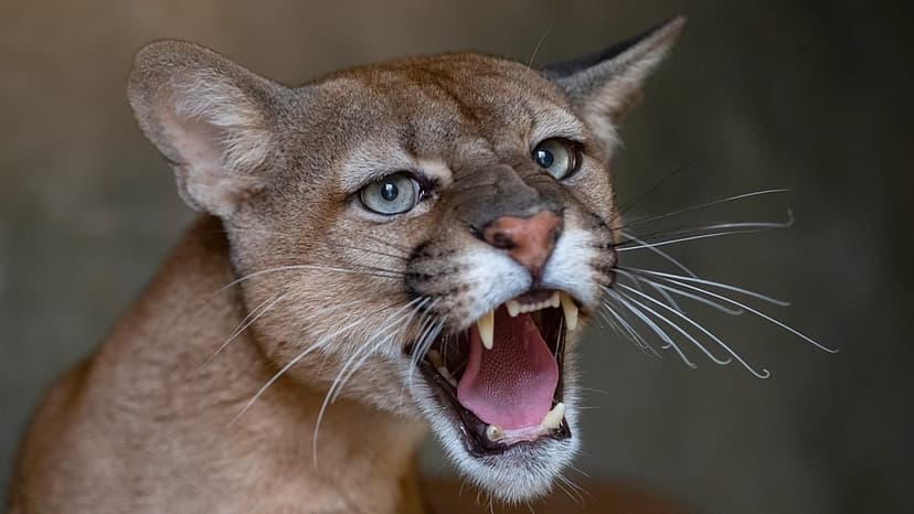 Mysterious Big Cat Roams Polish Woods, Residents Warned