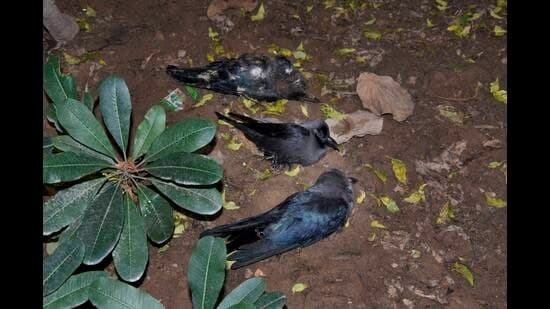 Bird Flu Spreads: Crows Die in Bihar's Bhagalpur & Purnia