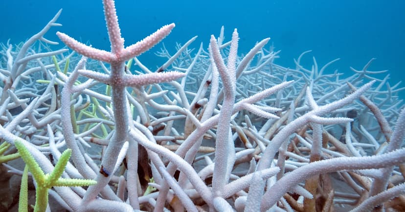 Biodiversity Goals at Risk: Major UN Target Set to Miss