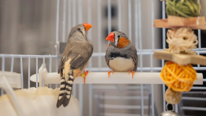 Bird Brains Unlock Speech Secrets