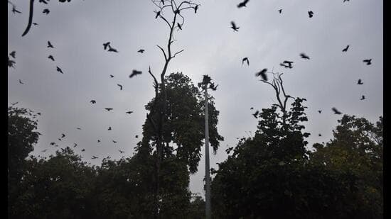 Bird Census Reveals Threats to Wetlands