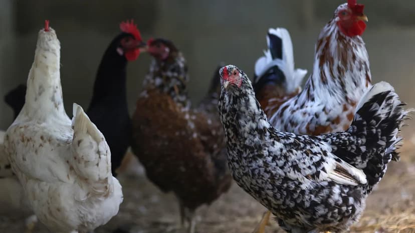 Bird Flu Returns to Suffolk: Flock to be Culled