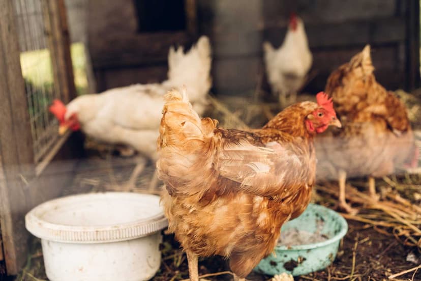 Nearly 1 Million Chickens Slaughtered in Massive Bird Flu Outbreak