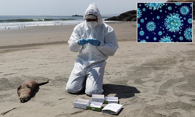Bird Flu Jumps to New Marine Mammals in California