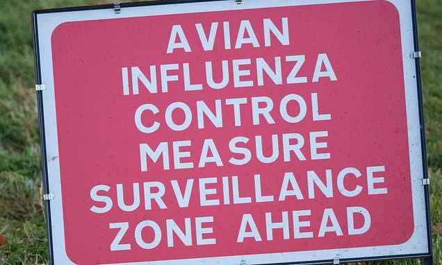 Bird Flu Scare in Omagh: Poultry Culling Underway
