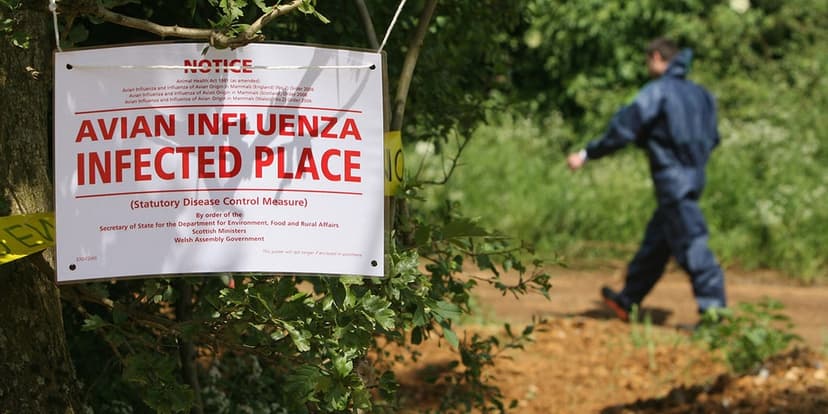 Indiana Hazmat: Bird Flu Ducks Spill on Highway