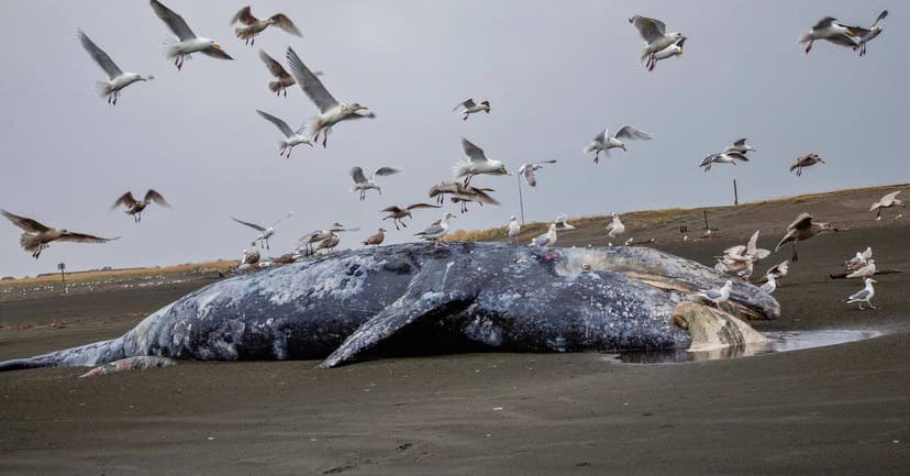 Birds Carry 107 New Viruses Worldwide