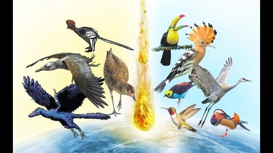 Dinosaur Extinction Survivors: Birds' Epic Evolutionary Journey