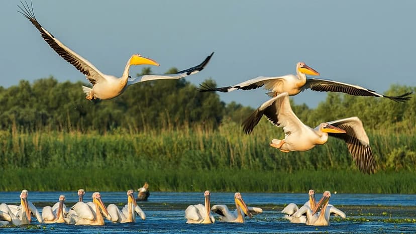 Birdwatching Era Dawns: Travel Surges 65% Globally