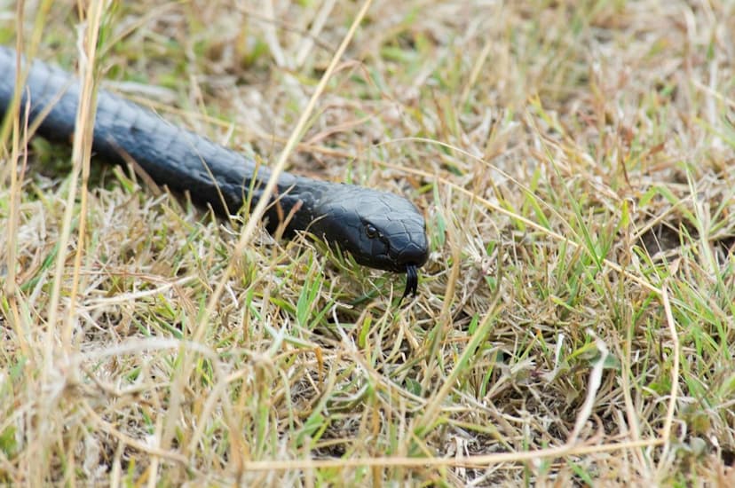 Venomous Cobra Sparks Alert Near Serangoon Gardens