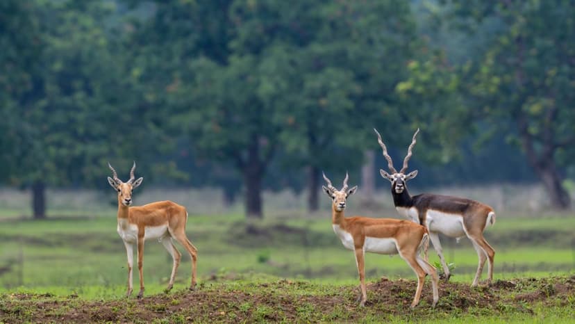 Blackbucks Return: Chhattisgarh Sanctuary Welcomes Endangered Species