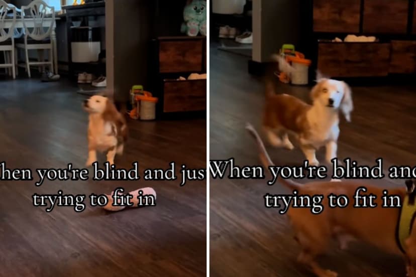 Blind Dachshund Wren's Joyful Playtime Goes Viral