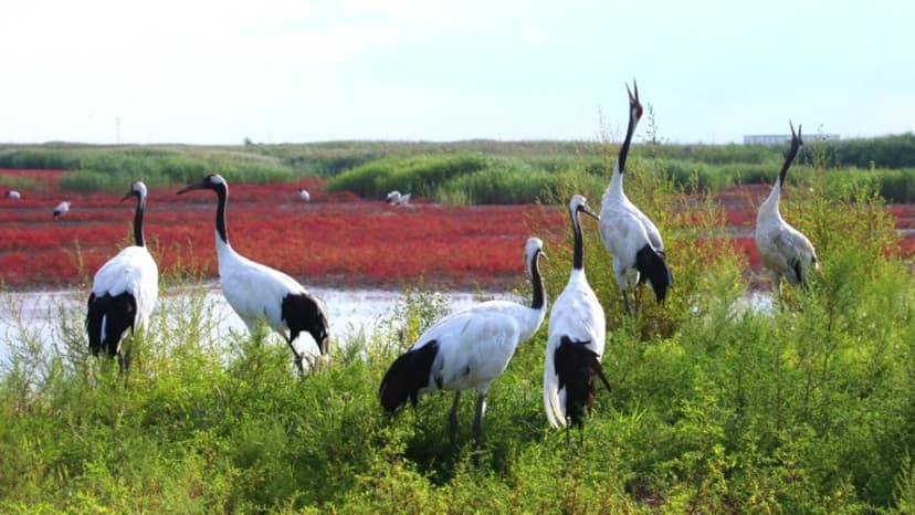 BMW Brilliance Boosts Wetland Conservation in Liaoning
