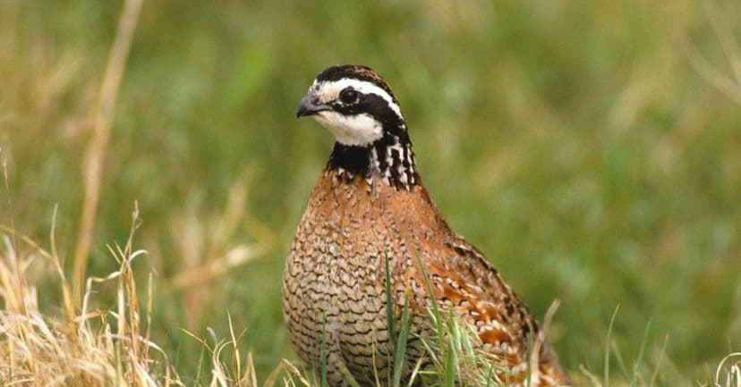 Woody Cover Key to Bobwhite Quail Survival