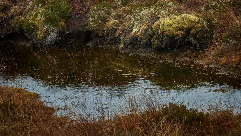 Bogs: Nature's Secret Defense and History Keepers