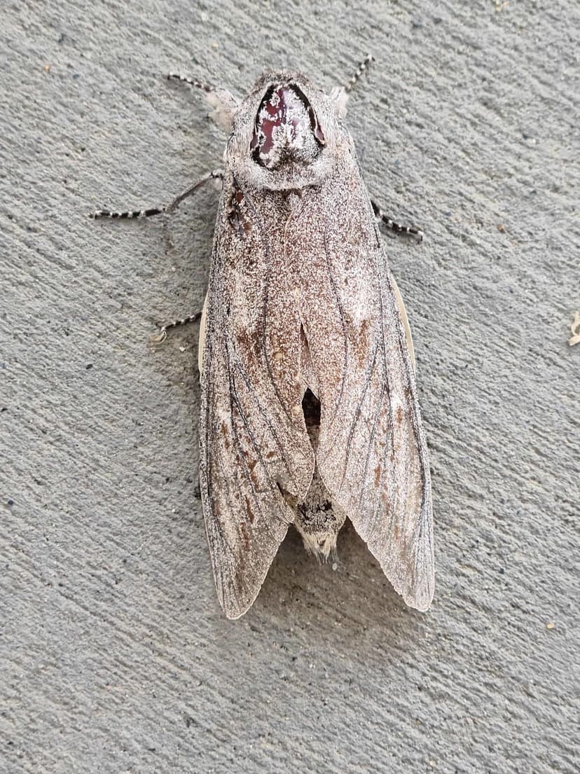 Tiny Moths Navigate by Stars on Epic Journeys