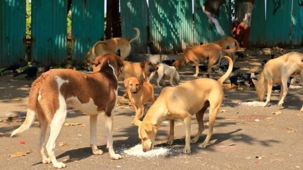 Bombay HC: No Wrongful Restraint in Dog Feeding Row
