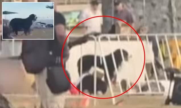 Loyal Dog Witnesses Bondi Attack After Owner's Death