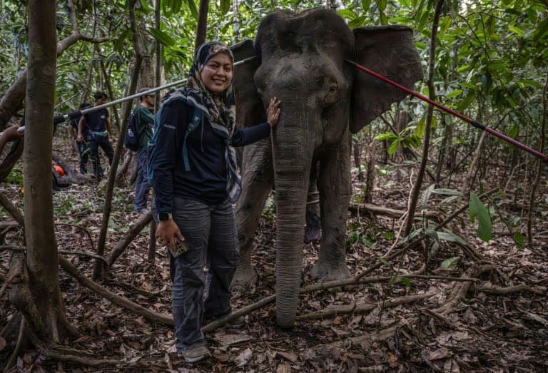 Saving Borneo's Elephants: A Race for Survival