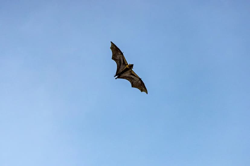 Bat Encounter Leads to Fatal Rabies in Boy