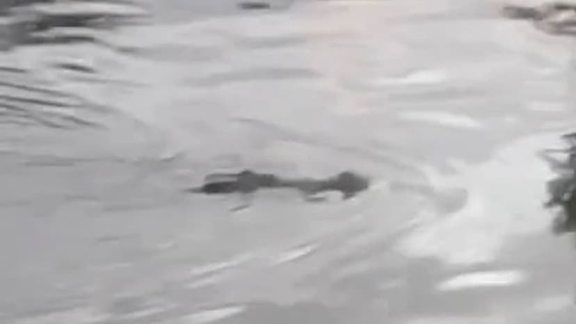 Crocodile Snaps Up Boy in Indonesian River Horror