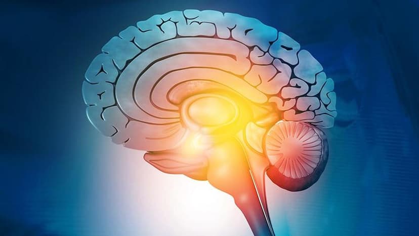 Brain Tumors Fuel Growth by Eating Sugar