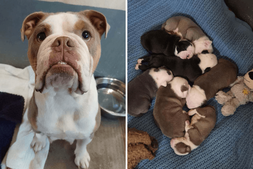 Bulldog's Brave Rescue: Mom Dog Finds Loving Home