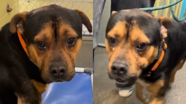 Scared Shelter Dog's Brave Face Wins Hearts, Finds Home