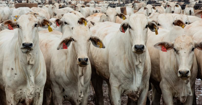 Brazil eyes beef export quotas for China