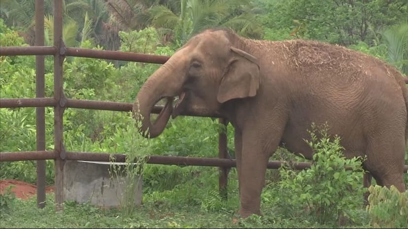 Brazil Opens Latin America's First Elephant Sanctuary