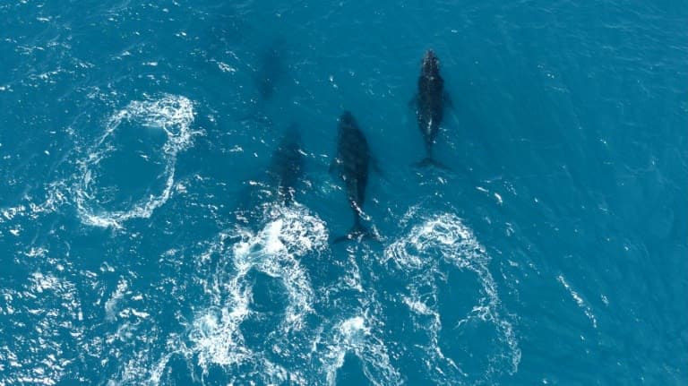 Whales Return: Brazil's Humpbacks Rebound