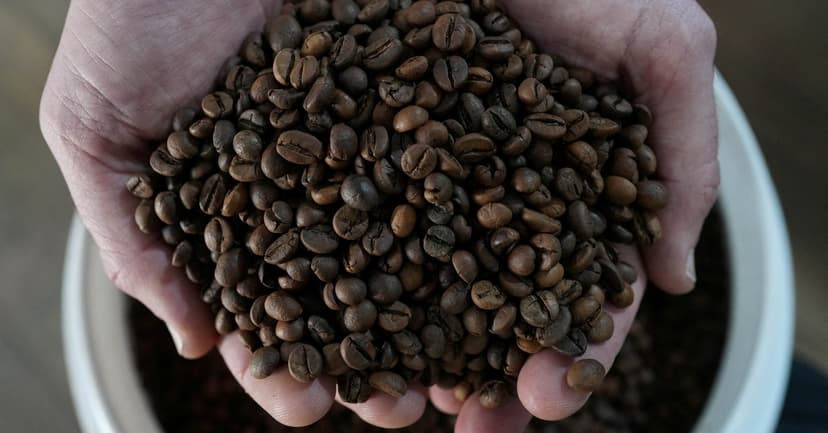 Brazil's Urban Coffee Farm Fights Climate Change