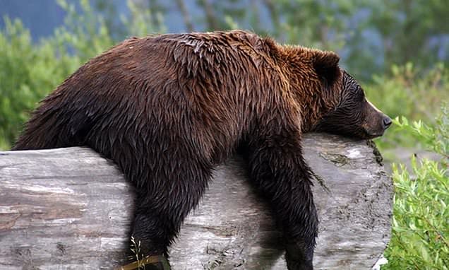 Dio3 Gene Identified as Key to Mammalian Seasonal Behaviors