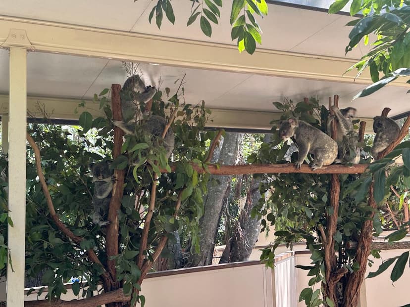 Pet Koalas in Brisbane: Your Aussie Adventure Starts Now!