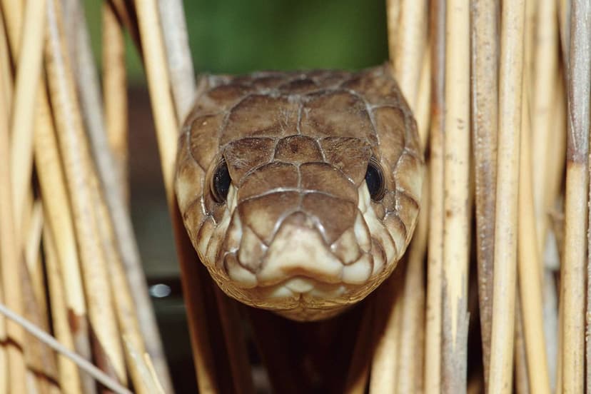 Bronx Zoo Cobra Vanishes, Inspires Hilarious Tweets