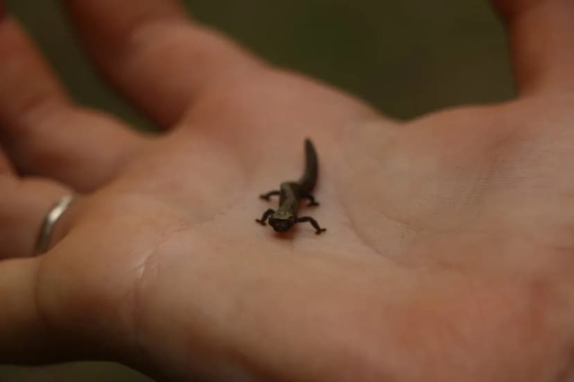 Madagascar's Secret: Meet Brookesia nana