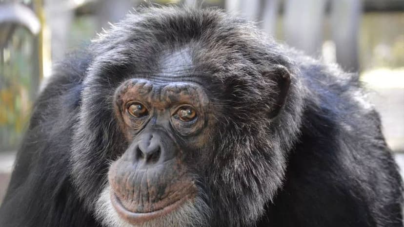 Pop Star's Chimp Finds Contentment in Art & Apes