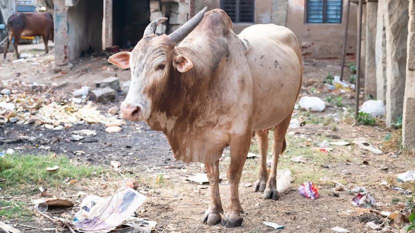 Bull Survives 50kg Plastic Diet Surgery