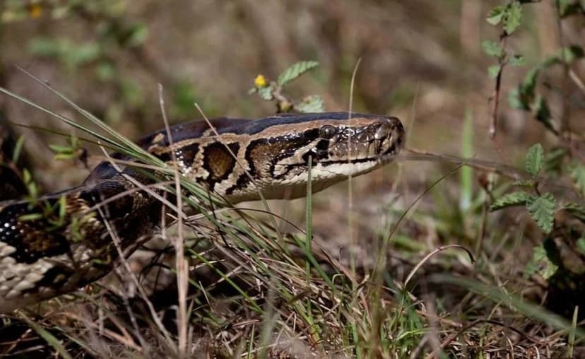Pythons Invade New Florida Areas Beyond Everglades