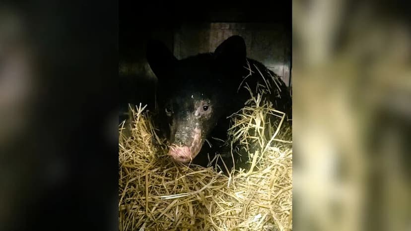 Bear Cub's Christmas Miracle: Burned Survivor Rescued