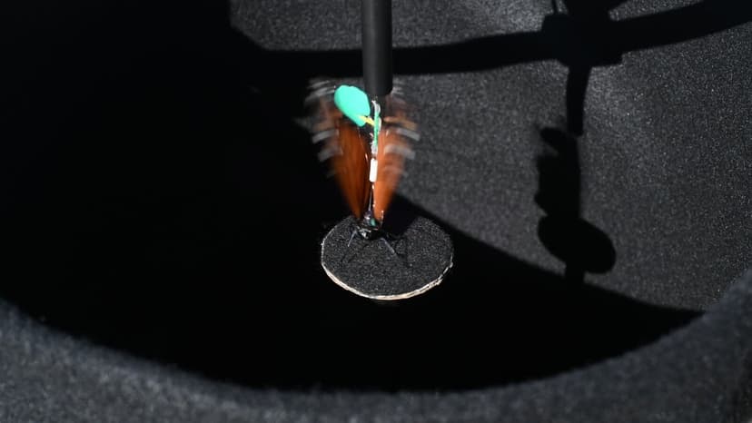 Tiny Brain Surgery Unlocks Butterfly Navigation Secret